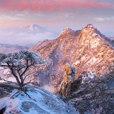 Mountains, South Korea, Snowy, winter, Stones, pine, viewes, Bukhansan National Park, Gyeonggi-do Province, trees, rocks