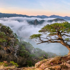 inclined, pine, rocks, Fog, Mountains