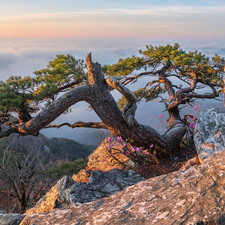 rocks, Fog, Mountains, pine