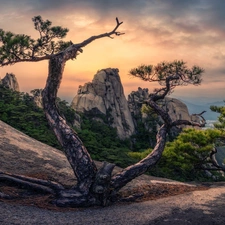 Sunrise, Mountains, viewes, pine, trees, rocks