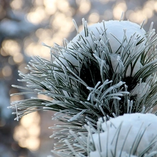 winter, A snow-covered, pine