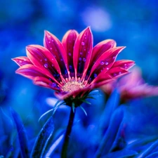 drops, blue background, Colourfull Flowers, African Daisy, Pink