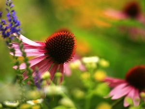 Colourfull Flowers, echinacea, Pink