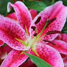 Tiger lily, Colourfull Flowers, Pink