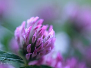 Colourfull Flowers, trefoil, Pink