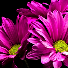 Flowers, Pink, Dark Background, Chrysanthemums