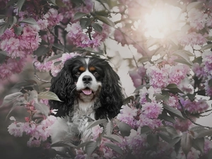 Flowers, Cavalier King Charles spaniel, cherry, Pink, dog, Fruit Tree, Twigs