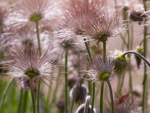 fades, pasque, seedheads, Pink