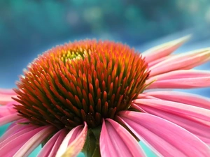 Pink, Colourfull Flowers