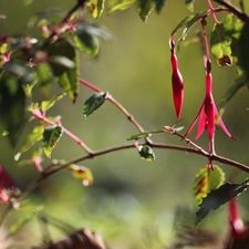 Colourfull Flowers, fuchsia, Pink