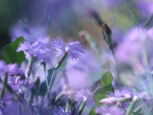 Flowers, purple, Cottage Pink