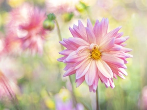 Flowers, Dalia, rapprochement, Pink