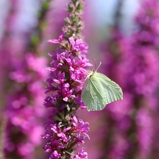 butterfly, Pink, Flowers, Gonepteryx rhamni