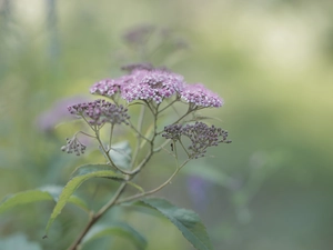 Flowers, Japanese Spirea, Pink