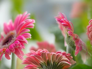 Pink, gerberas