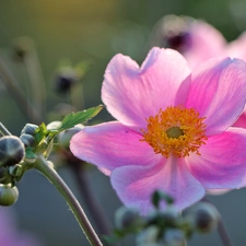 Colourfull Flowers, Japanese anemone, Pink