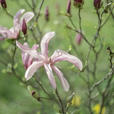 Magnolia, Flowers, Twigs, Pink