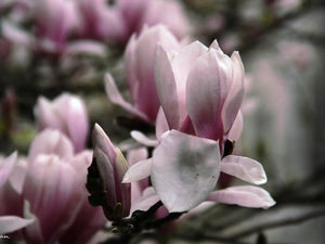 Pink, Magnolias