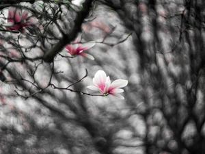 Magnolia, blur, pale pink, Flowers, branch pics