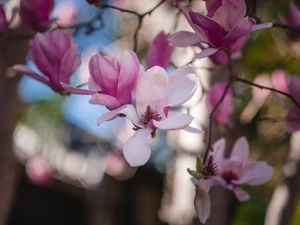 Flowers, Magnolia, pale pink, developed, branch pics