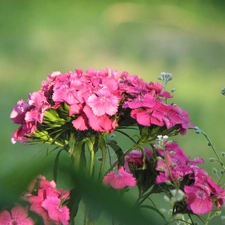 Pink Bearded, picture