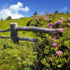 Hurdle, Spring, pink, rhododendrons, Bush, Meadow