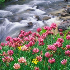 Pink, trefoil, River, Stones, tear