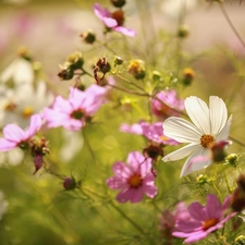 White, Cosmos, Flowers, Pink