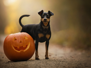 pumpkin, dog, miniature Pinscher