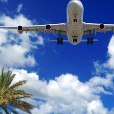 Palm, flying, plane, Sky