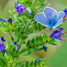 blue, Blossoming, plant, butterfly