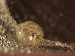Bokeh, physalis bloated, plant
