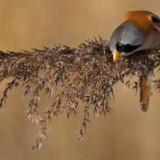 Bearded Tit, male, plant, Bird, grass