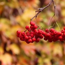 blueberries, red hot, Plant