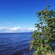 Plant, quiet, sea