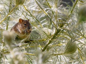 plant, mouse, seed