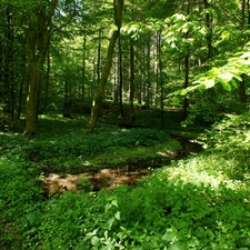 Plants, forest, brook