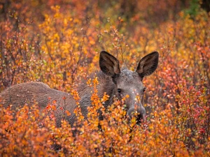 Bush, young, moose, Plants