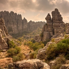 Plants, canyon, clouds