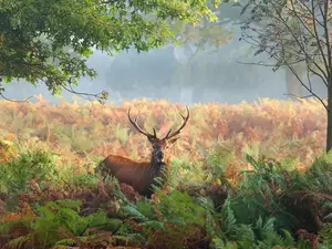 deer, fern, trees, Plants