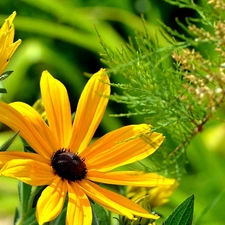 plants, Yellow, Flowers