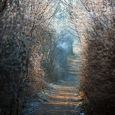 Plants, Path, frosty