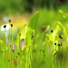 grass, Plants