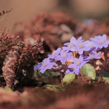 Flowers, lilac, dry, Plants, cluster, Liverworts