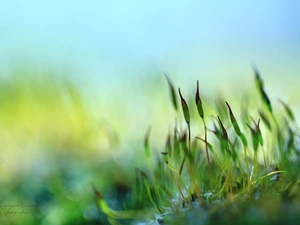 Moss, blades, Close, Plants