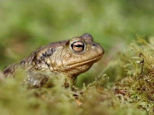 Moss, strange frog, Plants