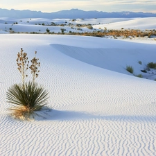 plants, Mountains, landscape, cluster, wild