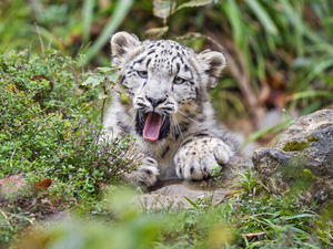 yawning, Plants, Rocks, snow leopard