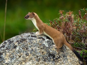 Plants, marten, Stone