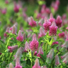 Plants, Pink, trefoil